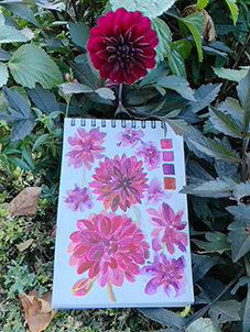 Dahlia Estudio WtCr Dahlia Estudio WtCr